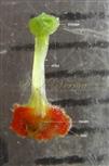  Pistil